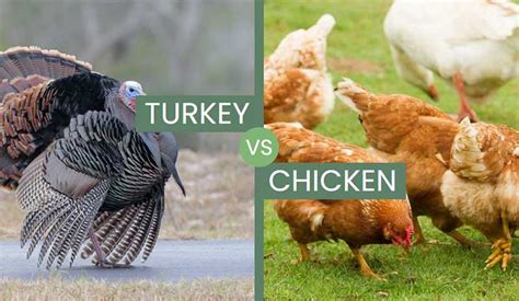 Turkey vs Chicken – Are The Household Birds Similar?