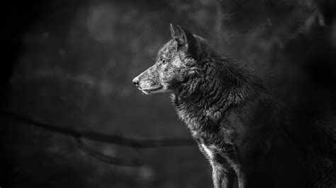 Cool Black And White Wolf Wallpapers - Wallpaper Cave