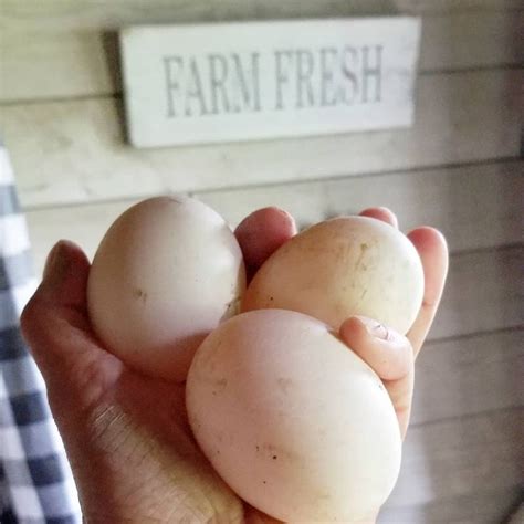 Duck Eggs! #Regram via @fresheggsdaily