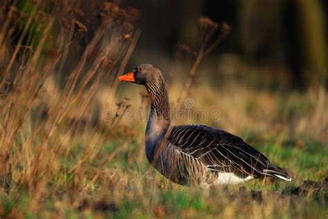 Greylag Goose stock photo. Image of anseranser, sharp - 29327284