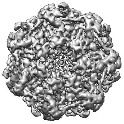 Thermoplasma acidophilum - Alchetron, the free social encyclopedia