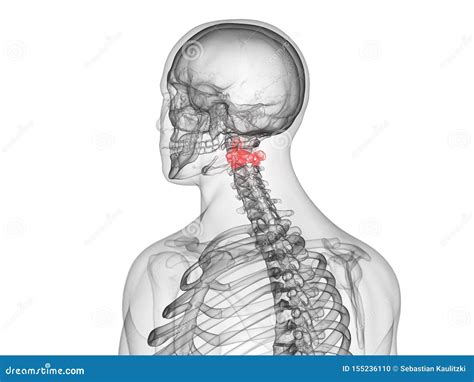 The axis vertebrae stock illustration. Illustration of spinal - 155236110