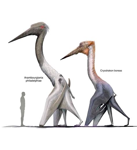 Size Comparison of Large Pterosaurs | Prehistoric animals, Ancient ...