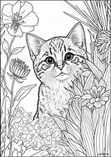Young Cat Surrounded By Flowers  Coloring Pages For Adults sketch template