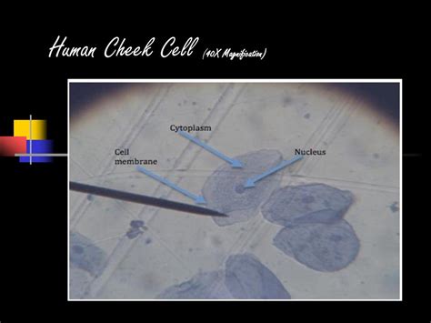 Cell Division: Mitosis - ppt download