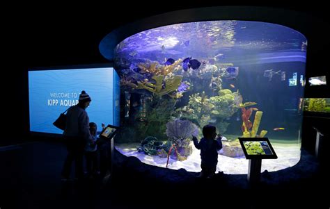 Houston Zoo shows off newly-remodeled aquarium - Houston Chronicle