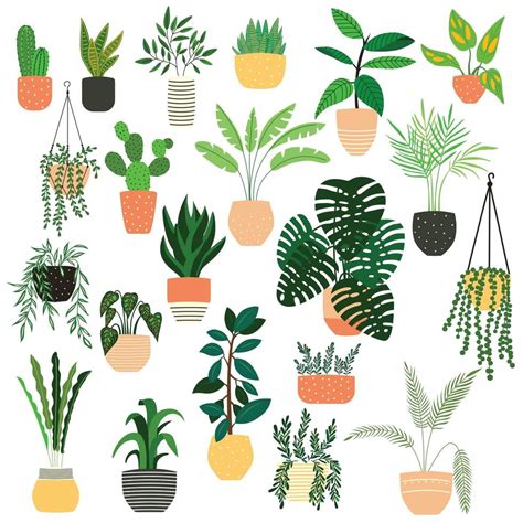 Collection of hand drawn indoor house plants on white 694089 Vector Art at Vecteezy