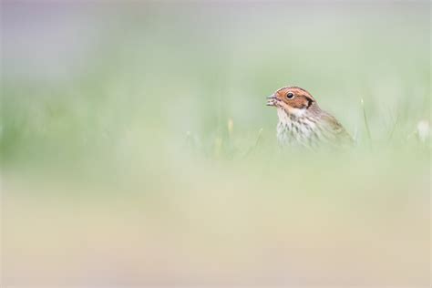 Little Bunting | Hans Overduin Photography