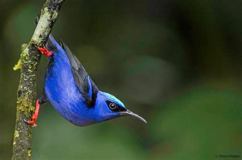 Top 25 Wild Bird Photographs of the Week #76 - Wild Bird Revolution | Uccelli tropicali, Uccelli ...