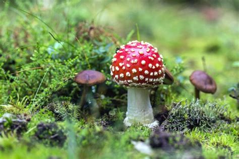 Free picture: mushroom, grass, moss, nature, plant