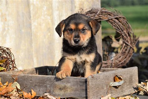 German Shepherd Rottweiler Mix Puppy For Sale Millersburg Ohio Female ...