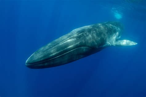 Whales’ Long, Loud Calls Reveal Structure beneath Ocean Floor – Monkey ...