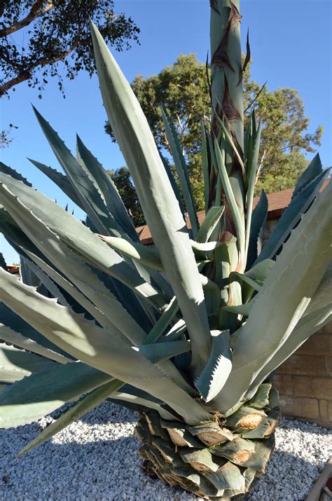 Agave Americana | MowryJournal.com