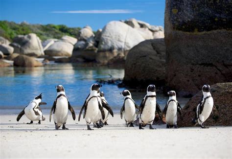 Table Mountain cable car and Cape Peninsula penguins tour from Cape Town | OutdoorTrip