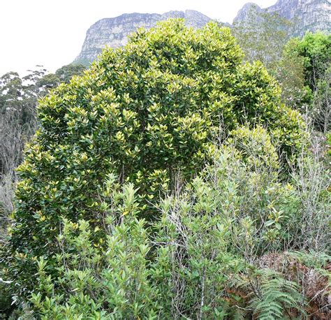 File:Curtisia dentata - Assegai tree top canopy - Table Mountain 3.JPG - Wikimedia Commons