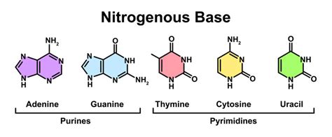 Nitrogen Base Diagram