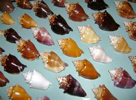 Florida Fighting Conch | Strombus alatus | I Love Shelling