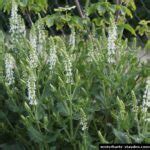 Steppen-Salbei (Salvia nemorosa)