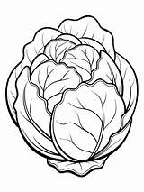 Brussels Sprouts colouring Book Pages For Children And Adults With  sketch template
