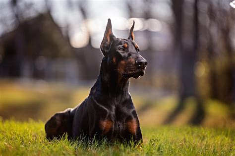 The 7 Best Guard Dogs to Protect Your Home and Family