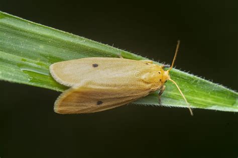 Close Shot of the Rice Yellow Stem Borer Moth Stock Photo - Image of stem, rice: 264587642