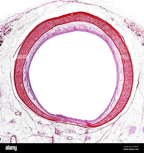 Trachea Cartilage