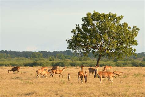 Taman Nasional Baluran, Menjelajahi Savana Afrika di Banyuwangi