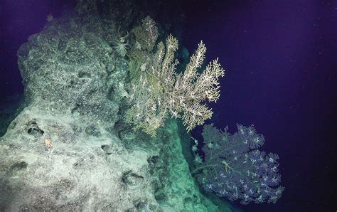 Deep-Sea Exploration Gives New Insight and Discoveries in Largest and Deepest UNESCO World ...