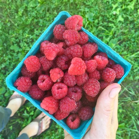 Pruning Organic Raspberries for Higher Yields & Healthier Plants - Katie Spring