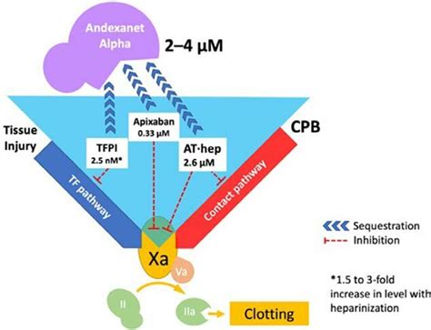 Schemata of the interactions of andexanet alfa with apixaban, tissue ...