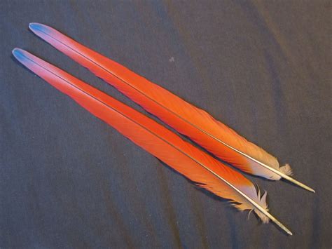 Scarlet Macaw Tail Feathers for sale | Beautiful Red |Macaw Nutz ...