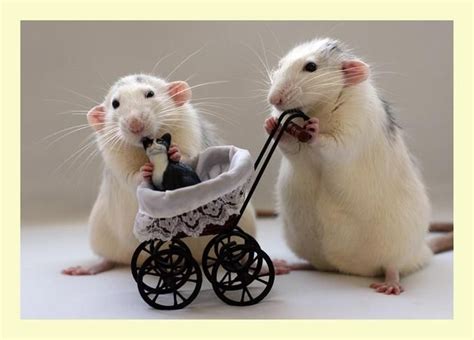 Circus mice, of course - Pixdaus | Cute rats, Cute animals, Pet rats