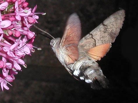 Hummingbird Hawk-moth Adult | UKmoths