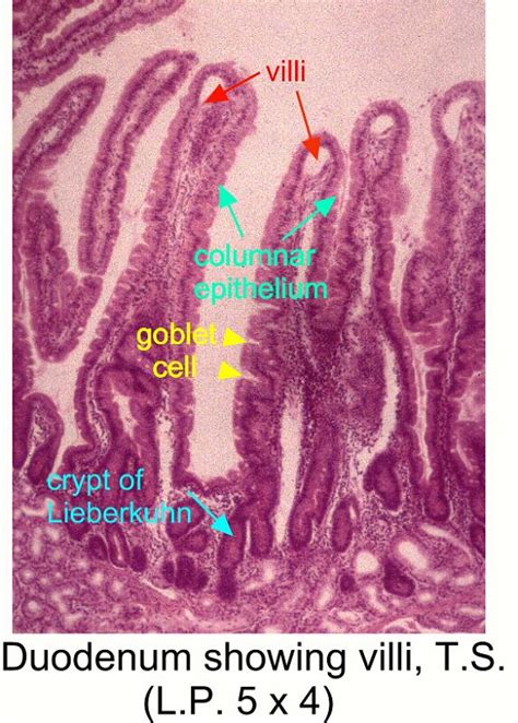 slidedrawing/duodenum_showing_villi_ts