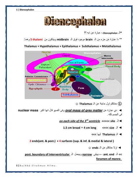 Diencephlon - histology pathology - عبارة عن ايه ؟؟داDiencephalonالـ * :وهما5 thalami وبيتكون ...