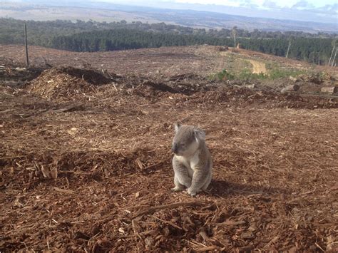 Deforestation Animals Kaola saved from deforestation