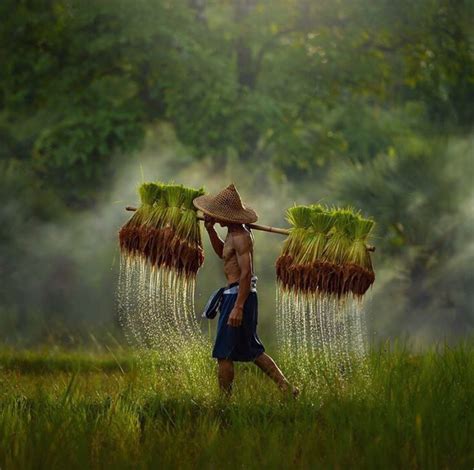 Rice farmer. : r/BeAmazed