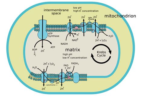 Chemiosmosis - wikidoc