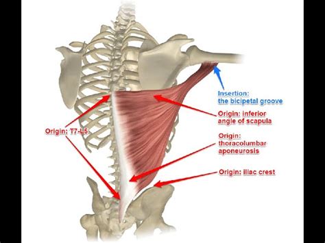 Current Exercise Obsession: 8 Reasons Why I Love the Forearm Press ...