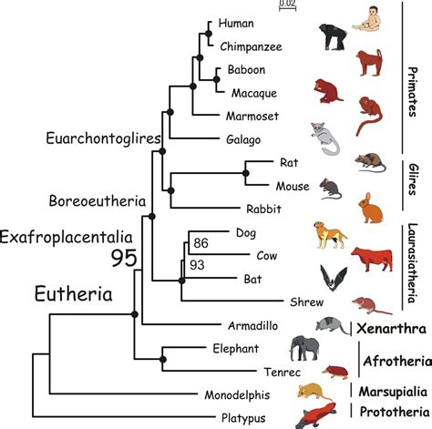 40 Mammal Family Tree Diagram Wiring Diagram Info - vrogue.co
