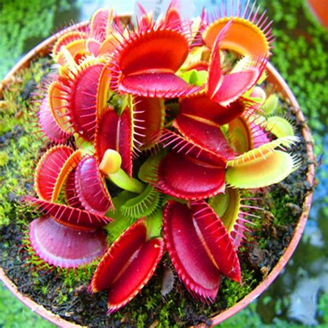 Venus Flytrap Seeds, Insectivorous Plant, Dionaea Muscipula, 100pcs ...