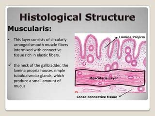 Histology of Gall bladder | PPT