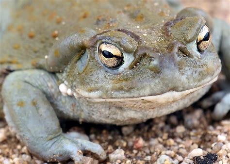 Why licking the Sonoran Desert toad is a bad idea - Lonely Planet