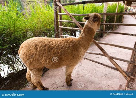 Peruvian Llama. Farm of Llama,alpaca,Vicuna in Peru,South America. Andean Animal Stock Photo ...