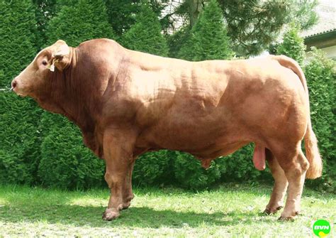 Gelbvieh (yellow cattle) - Beef breeds