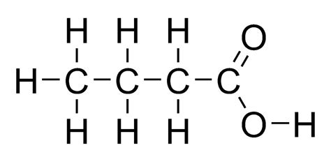 Butyric Acid, Gut Bacteria, and Colon Health | HealDove