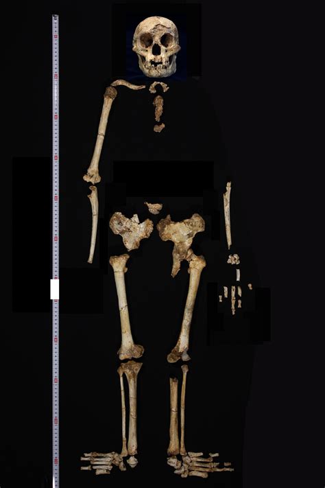 Homo Habilis Skeleton Structure