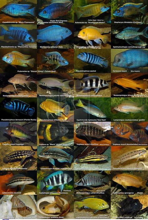 African Cichlids - Colorful Freshwater Fish