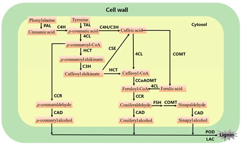 IJMS | Free Full-Text | Lignins: Biosynthesis and Biological Functions ...