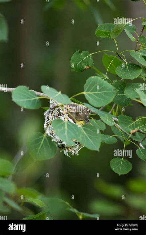 Red eyed vireo nest hi-res stock photography and images - Alamy